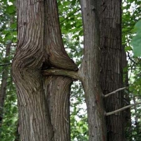 011-Naissance-des-arbres.jpg