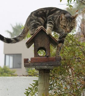 chat chasse oiseaux