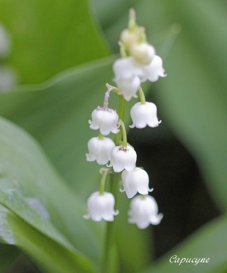 muguet 5249