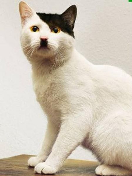 KITLER.jpg