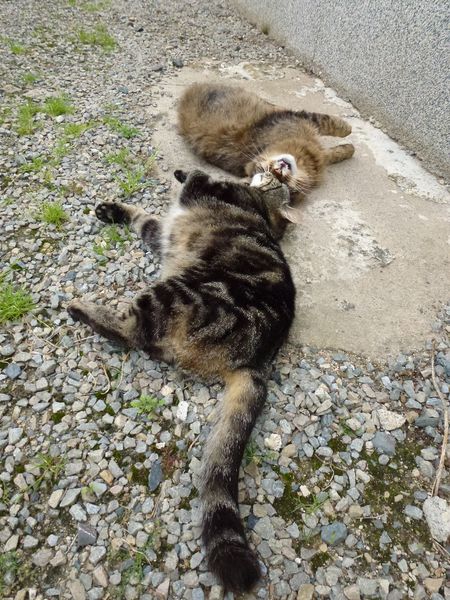 Chats au soleil 1 july12