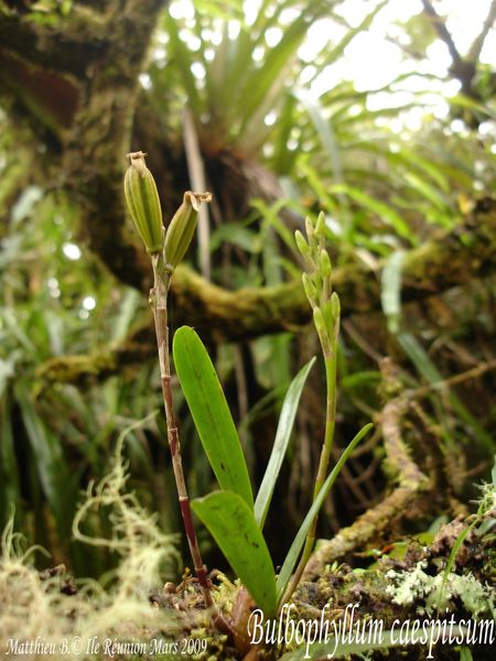 Bulbo-caespitosum.jpg