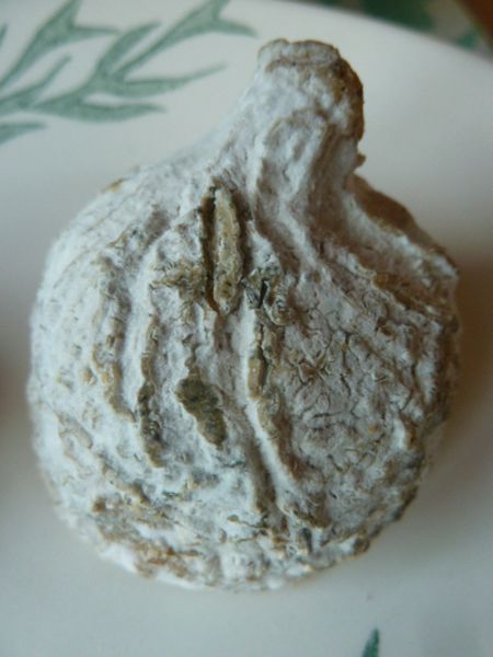 figue-005.JPG