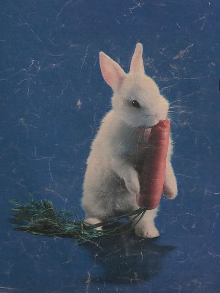 Le-lapin-et-la-carotte.jpg