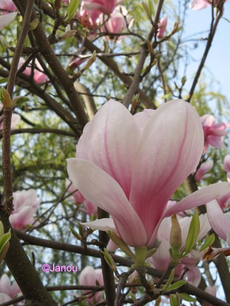 fleur-magnolia-1.JPG