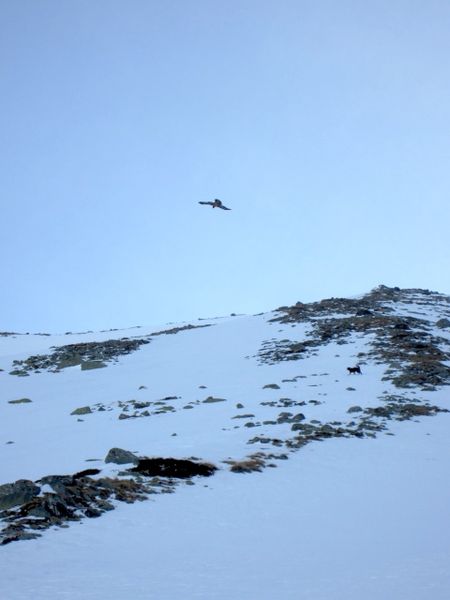 aigle-1.jpg