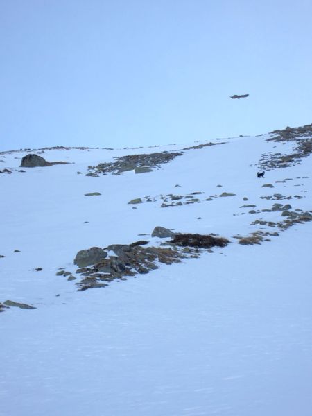 aigle-2.jpg