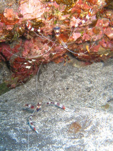 Crevettes nettoyeuses 03