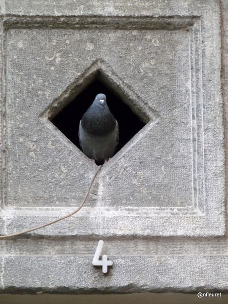pigeon18 001