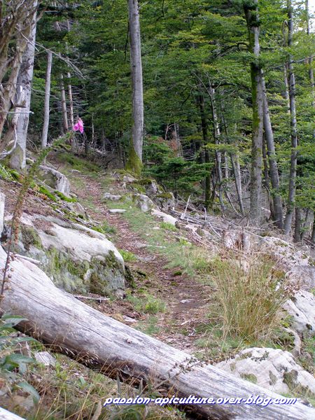 1Balade en forêt