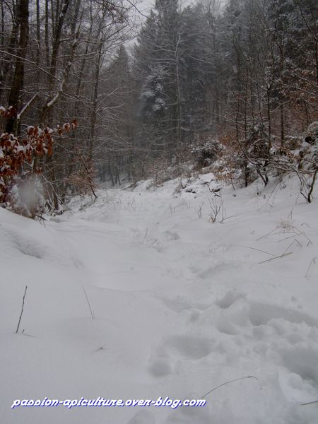 Neige 11.03.10 (6)