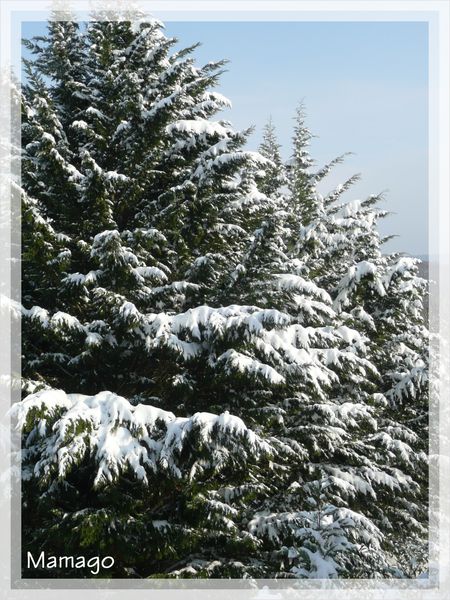 NEIGE & ARBRE1 P1100992