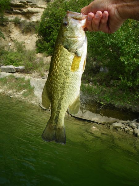 bass1.jpg
