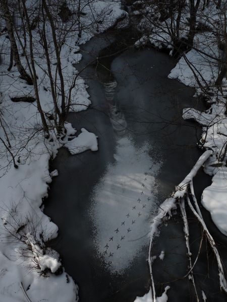 traces-de-cormorans-sur-la-neige-blog-copie-2.jpg