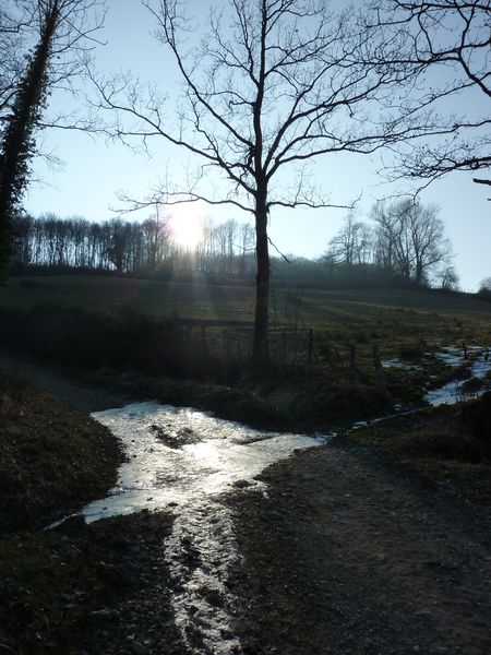 Arbres et glace