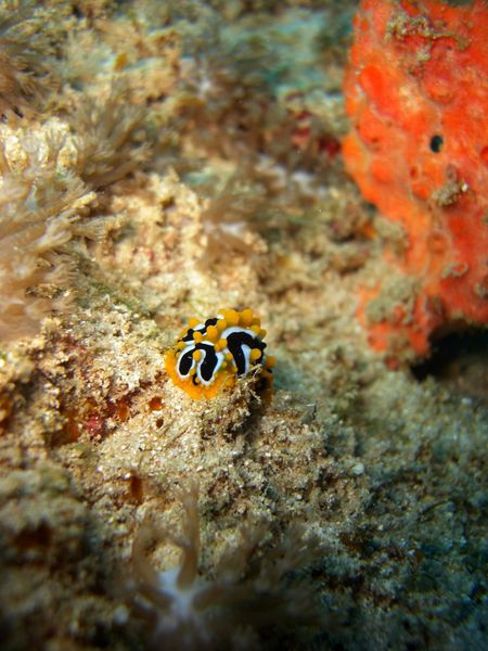 2010-03-06 Phyllidia ocellata (2)