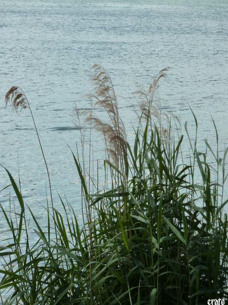 14juin2011-nature--verre-de-rhum--athena-009-a.jpg