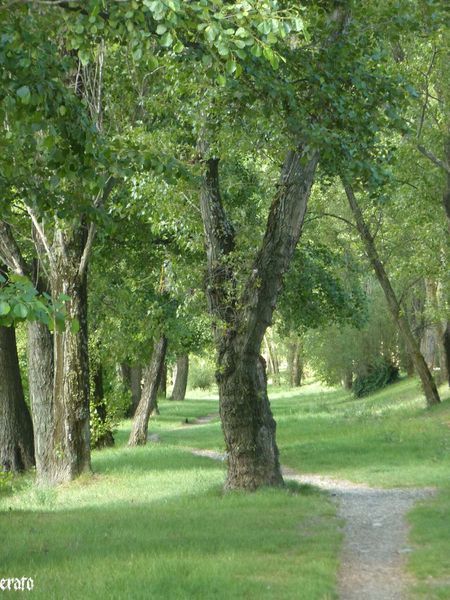 14juin2011-nature--verre-de-rhum--athena-010-a.jpg