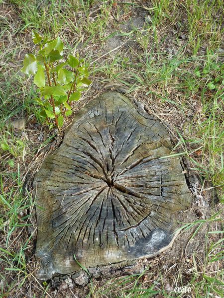 14juin2011-nature--verre-de-rhum--athena-015-a.jpg