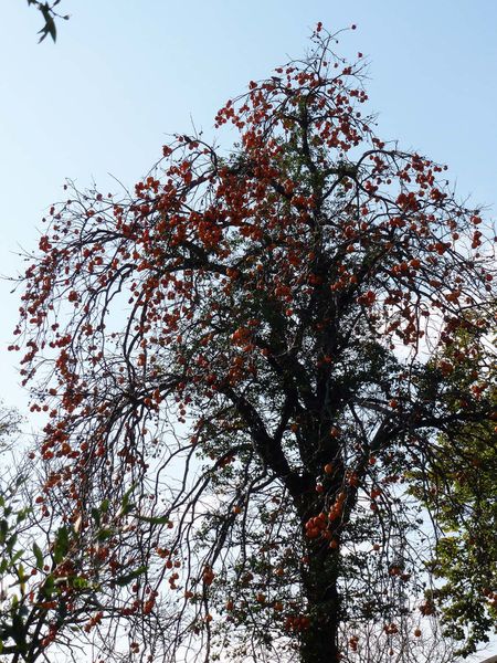 18nov2011-plaqueminier-007a.jpg