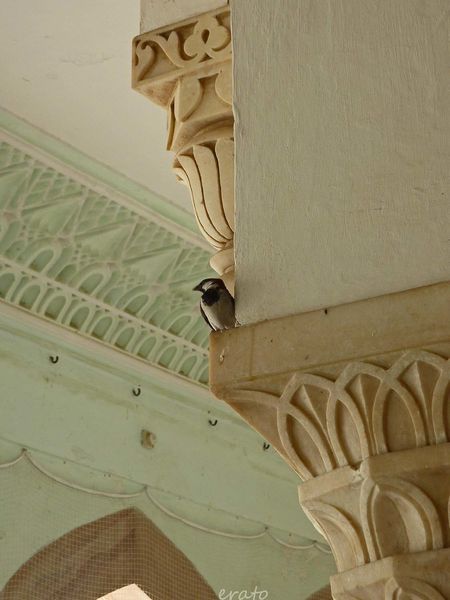 P1090126a.jpg