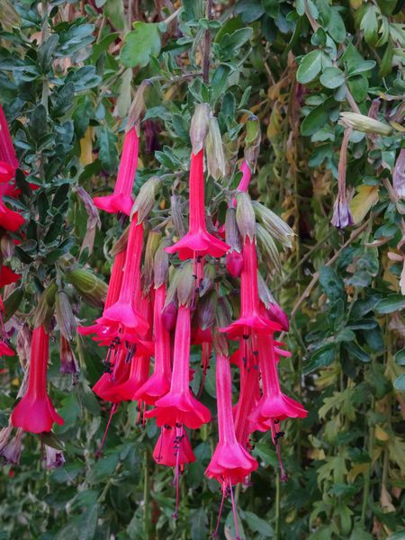 Arequipa-couvent-Santa-Catalina-fleurs-cantuta.jpg