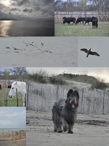 Port Camargue 11.11