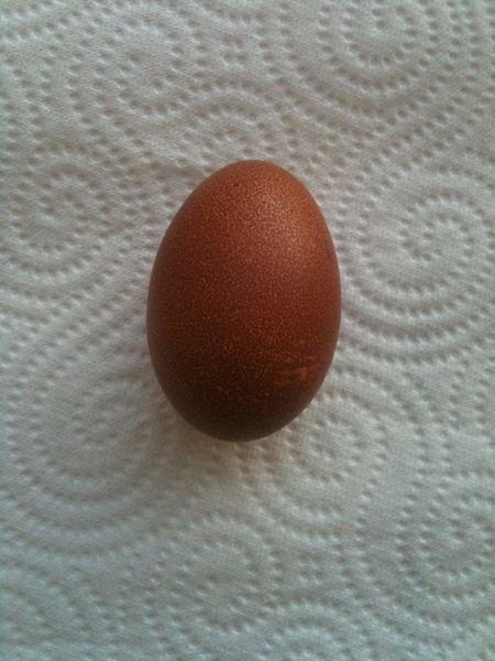 20120305 poules01