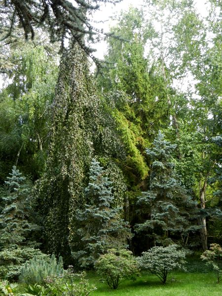 jardin forêt 2