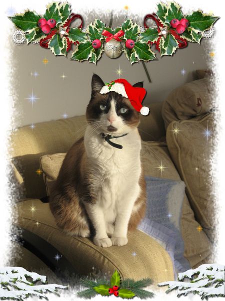 Noel-2010-Sethi.jpg