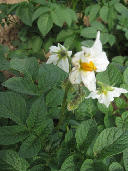 Fleurs-de-pommes-de-terre--6-.jpg