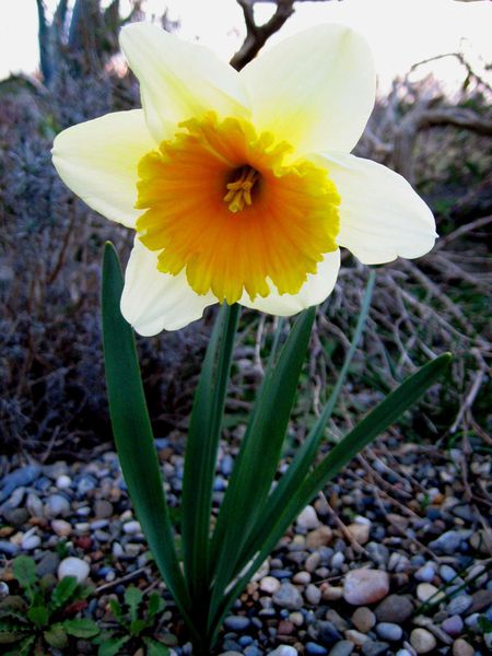 Narcissus 1122