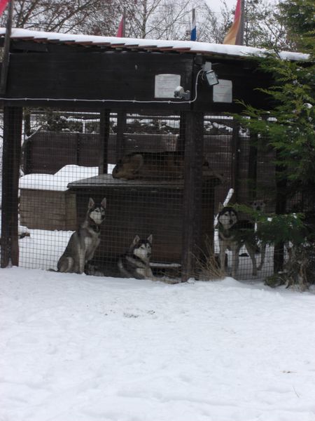 husky3