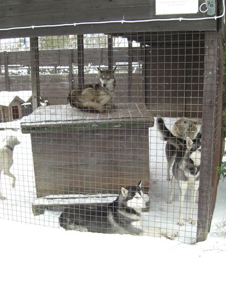 husky4