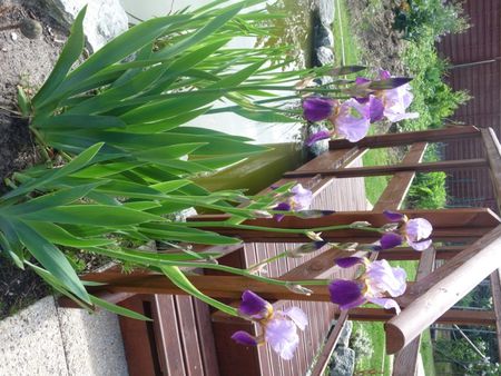 iris violet et mauve