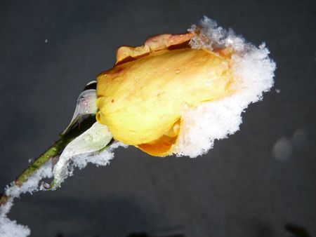 rose jaune neige
