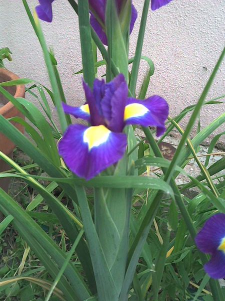 iris-blu-e-giallo.jpg