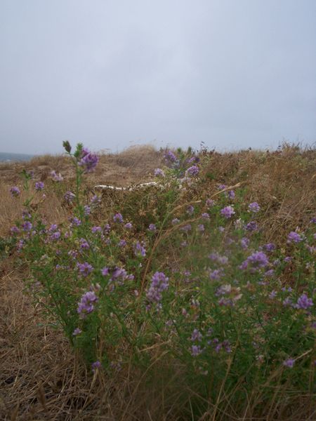 Plage-des-Roses--je-crois--3.JPG