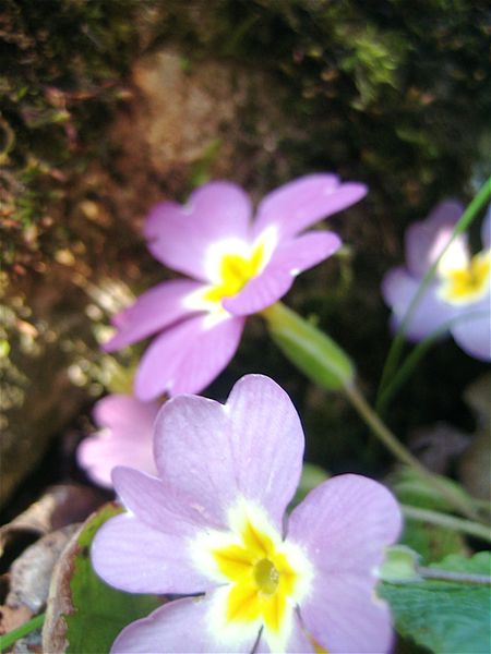 Mes-photos 1662