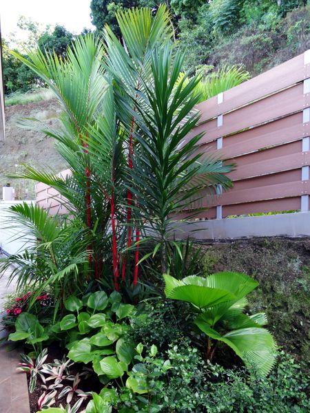 Papeete Palmiers tronc rouge