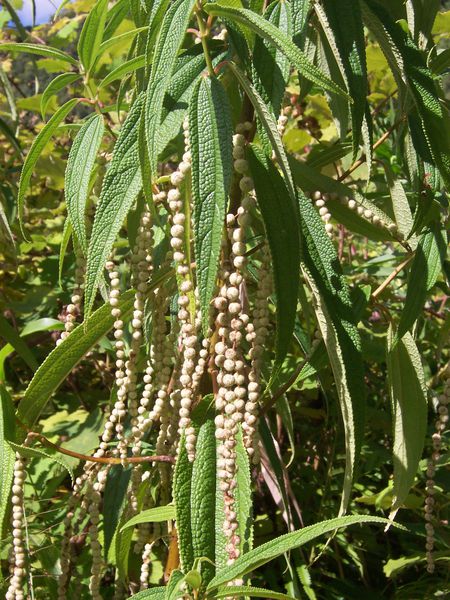 Boehmeria_penduliflora---Bois-chapelet.JPG