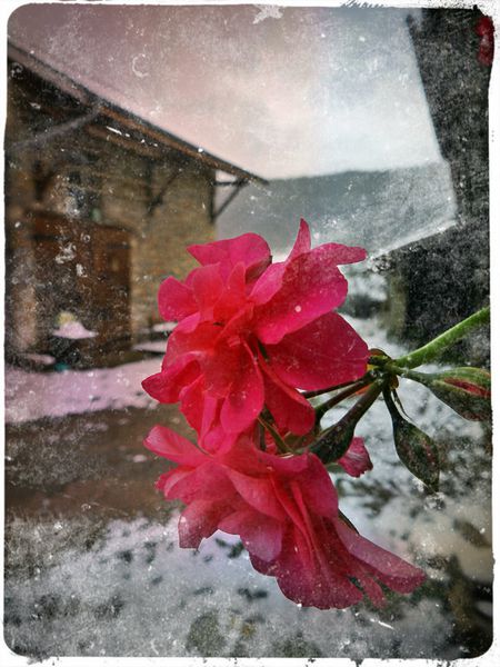 geranium-sous-la-neige3.jpg