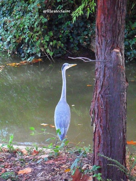 heron-au-bois.jpg
