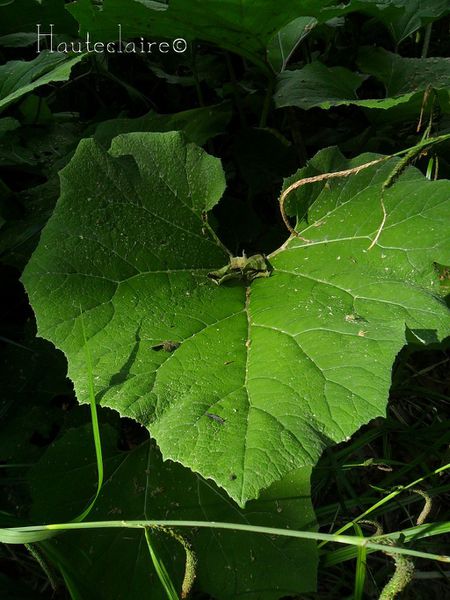feuille-verte.jpg