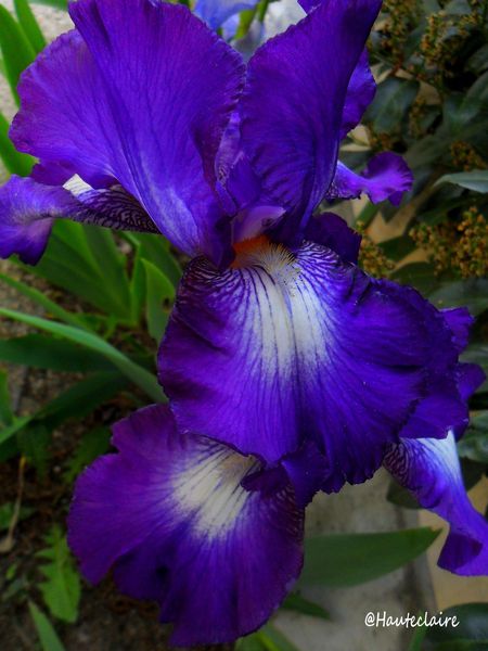 iris 1