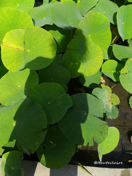 feuille-verte-3.jpg