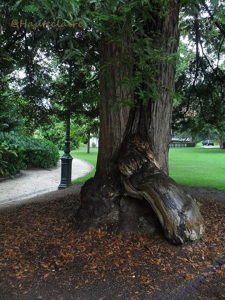 matiere-arbre-2.jpg