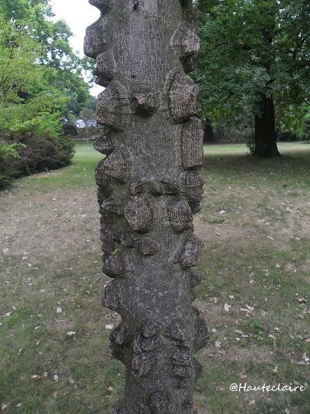 totem.jpg