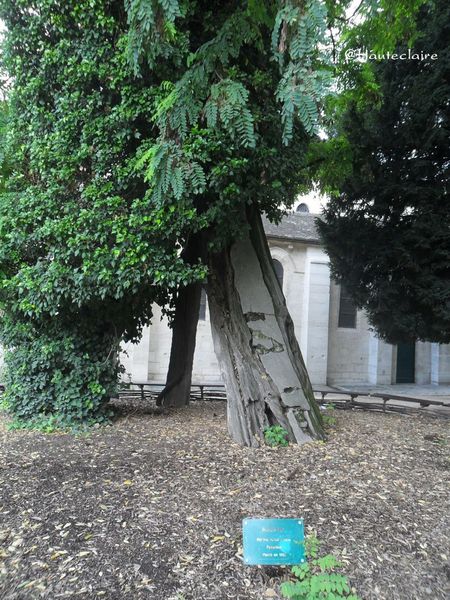 arbre-1.jpg