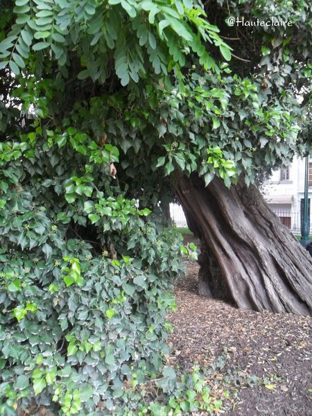arbre-2.jpg